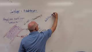 Professor Long 2401 Lab T1 Suppotive CT Slides, Cartilage