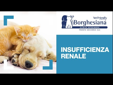 Insufficienza renale cronica - Clinica Veterinaria Borghesiana