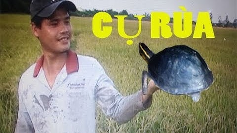 Tập 67 | Đi Bắt Cá - Cua - Ếch - Lươn - Không Ngờ Bắt Được Cụ Rùa Quí Hiếm #bắtcá #cụrùaquíhiếm