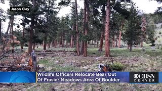 VIDEO: 6 Cameras Capture Black Bear's First Dash To Freedom