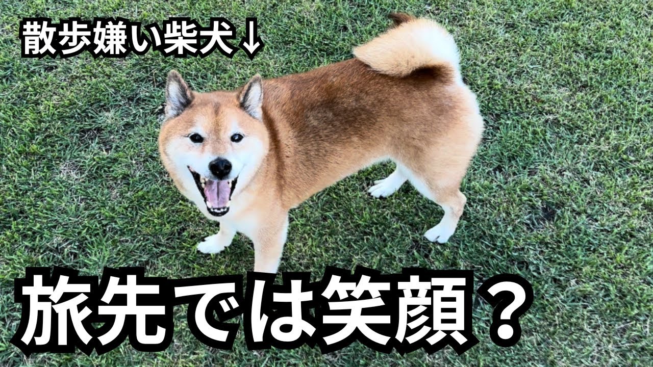 A Shiba Inu that always loses his temper on walks shows a crazy