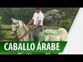 Caballos Pura Sangre / Caballos Árabes en Muy Masculino.