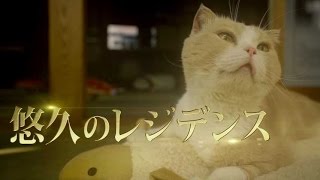 究極のラグジュアリーねこライフ／『ねこあつめの家』特報「高級物件編」