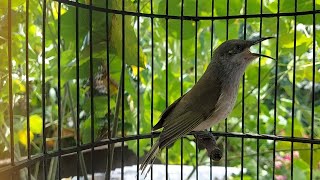 Download Lagu Masteran Burung Kicau Isian Tembakan Cucak Kombo - Kecial kombok gacor Mantap Part 35 MP3