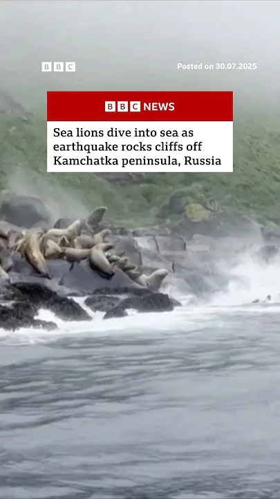 Sea lions dive into sea as earthquake hits Russia. #Russia #Earthquake #BBCNews
