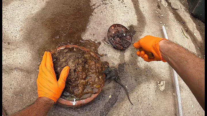 Blocked Drain 477