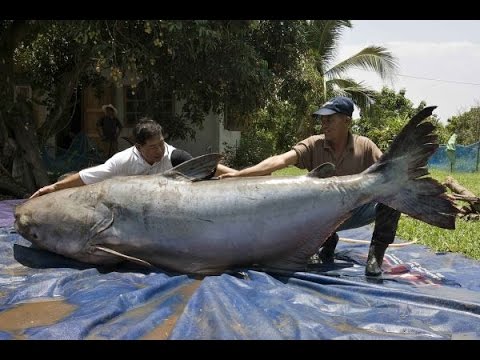 fishing for catfish - big fish funny videos - YouTube