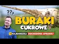 BURAKI CUKROWE - NAJBARDZIEJ DOCHODOWA UPRAWA?