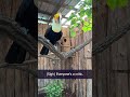 Meeting Eva and Paco the Toco Toucans at the @zoonashville