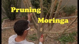 Pruning Moringa