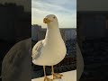 Чаечка (Seagull)