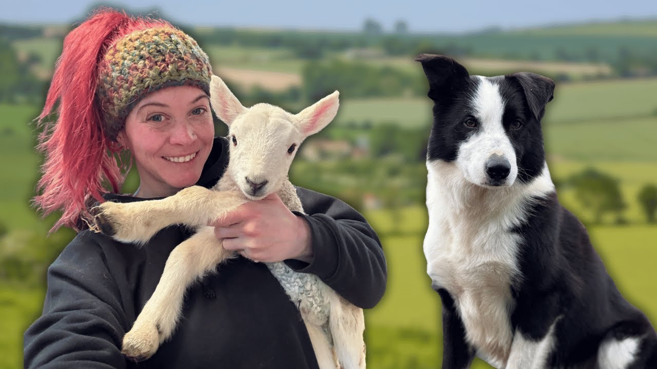 Reuniting Lambs With Their Ewes
