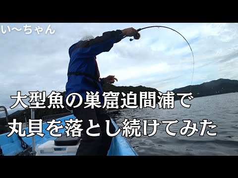 入れ食い！丸貝番長復活⁉︎ コワリ前のカセから良型狙い撃ち！　三重県南伊勢町迫間浦 まぜや