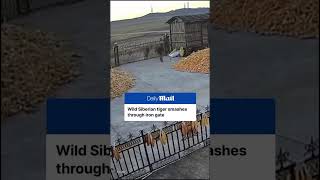 🚨 Wild Siberian Tiger Crashes Into Farm Gate — Caught on CCTV