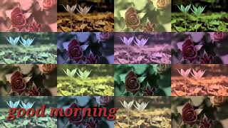 Good morning video songs for WhatsApp status|love