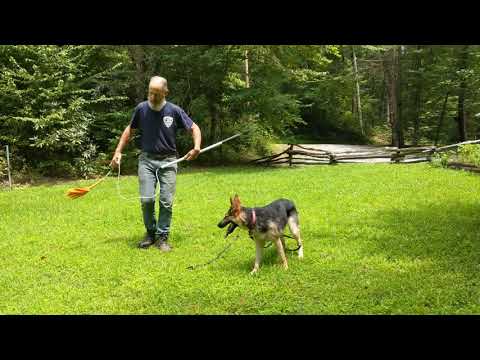 mentally-wearing-out-the-hyper-dog