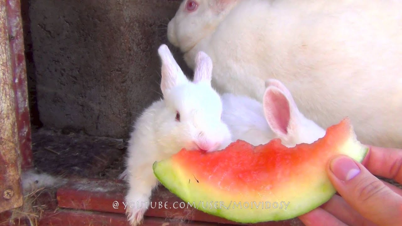 Кроликам можно клубнику. Кролик с арбузом. Питание декоративных кроликов. Еда для кроликов декоративных. Кролик ест Арбуз.