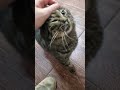 Пухляш，Акула и Викторовна #котофейка #cat