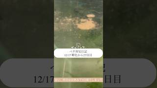 【ベタ育児日記 12/17 孵化から27日目】人に譲れるようになるのは3ヶ月〜と聞いてびっくり！ #ベタ繁殖 #ベタ飼育