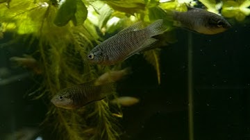 Macropodus spechti bij Aquarium Speciaalzaak Utaka