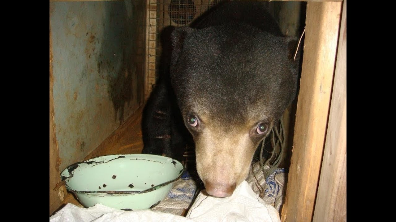 camboya mapa The Wildlife Rapid Rescue Team (WRRT) - There Is Hope