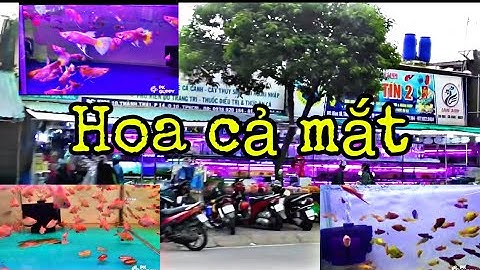 THAM QUAN tiệm cá cảnh ở Quận 10 nhiều loại cá rẻ,đẹp!!!