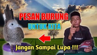 Katuranggan Perkutut Kalung Tepung || Perkutut Daringan Kebak