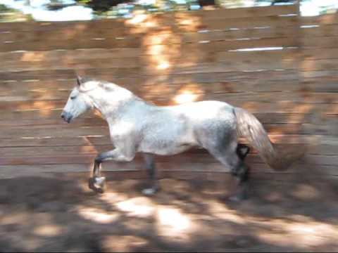 WARMBLOOD STALLION "LAVARRE' Standing at Brummett ...