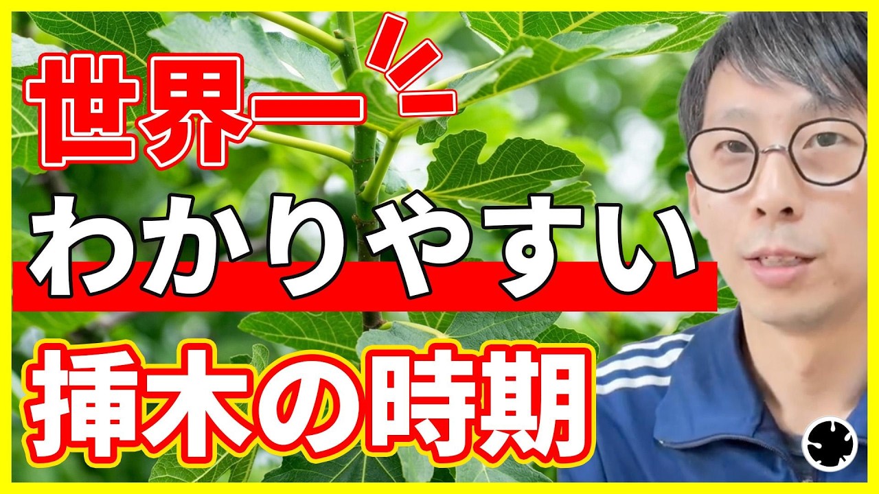 【イチジク】最適な穂木の切り出し時期と、挿木のタイミングを解説（育て方）