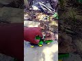 #tractor chhote toli mein load karke mein adrak ke palat Diya #viral #trending #short #video