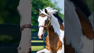 Would You Rather Piebald Or Skewbald Horse Equestrian Edition -Part.6 Trend Char-Equine