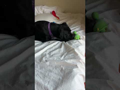 Murphy loves his stuffed turtle!
