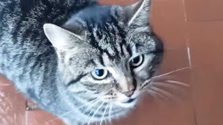 🐈 Met a hungry street cat and fed him | Cat Chronicles by Cat Chronicles 3,105 views 3 months ago 54 seconds