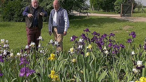 Quelles sont les variétés d'iris ?