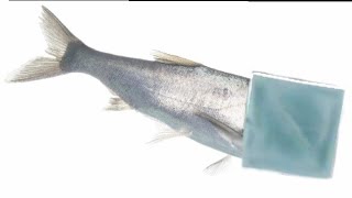 Hide.io The Best Hideout On The Market Map Fish