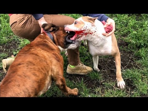 Видео: Люспеста кожа при кучета