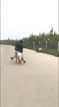 Video Lucu Terbaru,Lomba Balap Babi,2020