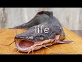 うなぎ釣りに行ったら巨大なアレが釣れました-田舎暮らし-