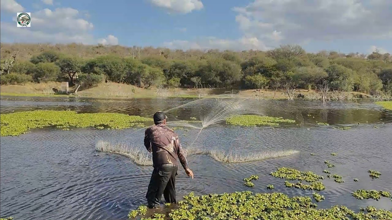 salieron las monstruo de 3 kilos entre los troncos y hierba