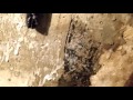 Удаление грибка со стены погреба (гараж), удивительно простой способ