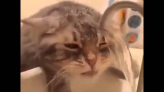 Кошка под краном Кошка под краном