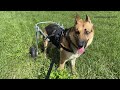 Disabled Manatee County rescue dog walking again after owner builds wheelchair