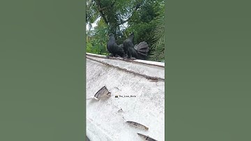 #pigeonsshorts #kbootar #birds #pigeon #loft #Blacklokka #youtubeshorts #2025shorts #viralvideo #top