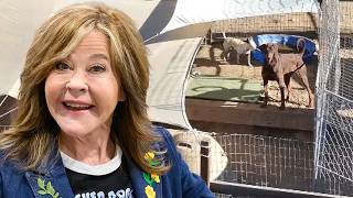 Why Exorcist Star Linda Blair’s LA Dog Rescue Is Under Investigation