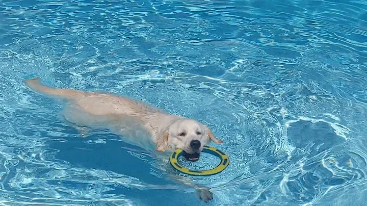 Khaleesi in the pool