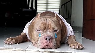 Smart And Adorable Dog Cries When Left By Owner | HEWIE PITBULL #hewiepitbull