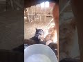 Can Drink Milk #animalshorts #cattlefarm #cow #cat