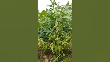 7972334422 WhatsApp me for more inquiries soybean expert 55 seed available ​⁠@agriguruji3537