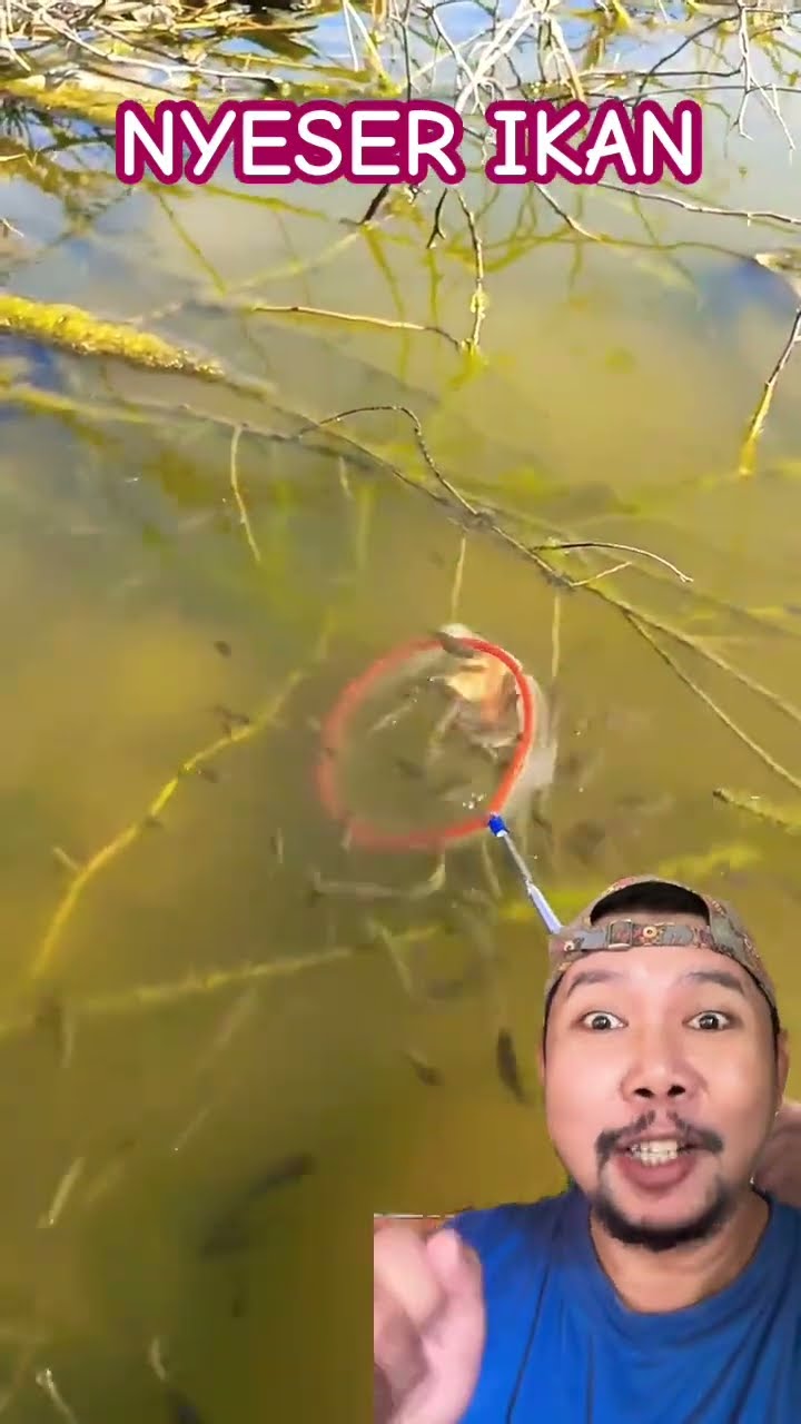 NYESER IKAN DISUNGAI DAPAT BANYAK!!!?? #fishing #fish #bassfishing #mancing #comedy #shortsfeed