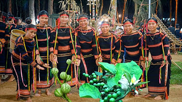 Hái cà đắng ở xã Ia Broăi | @rochamxuanpleiku